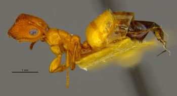 Media type: image;   Entomology 683212 Aspect: habitus lateral view